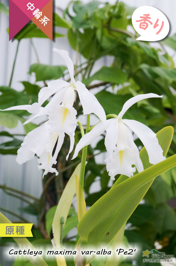 エクアドル産原種カトレア】C.maxima var.alba 'Pe2' （原種）カトレア