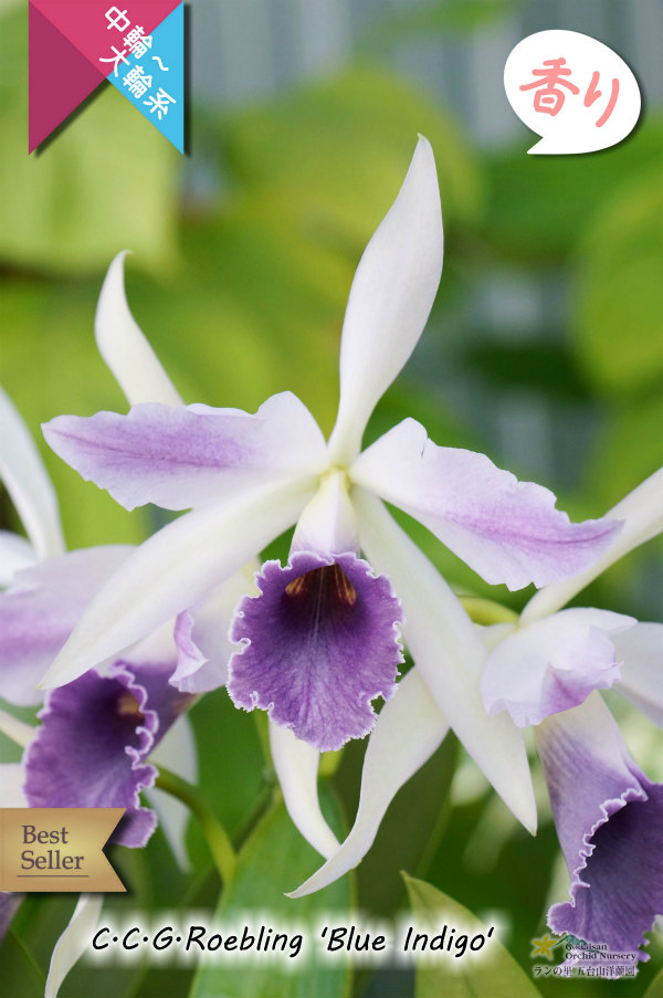 洋蘭　洋ラン　カトレア　ブルーインディゴ　開花株