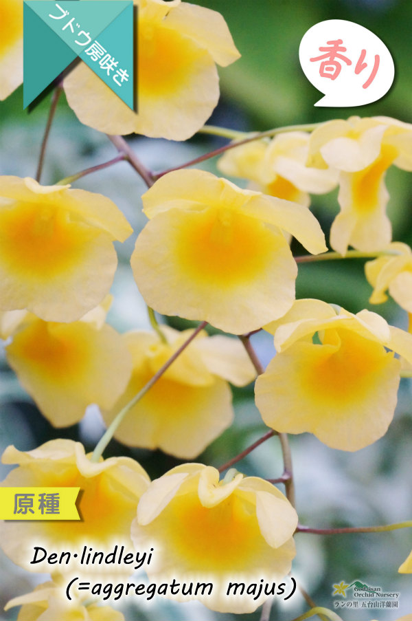 【可憐な花びらのイエローカラー・デンドロ原種】Dendrobium lindleyi(=aggregatum majus) (原種) デンドロビウム　リンドレイ（＝アグレガタム　マジャス）