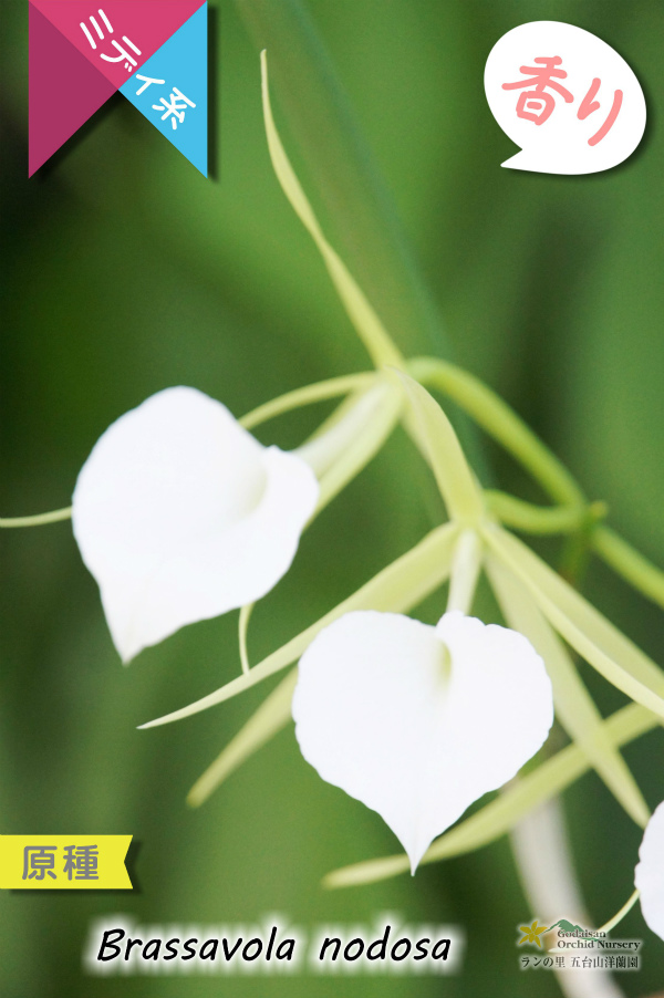 【リップがハート型に見える原種】Brassavola nodosa（原種）ブラッサボラ　ノドサ