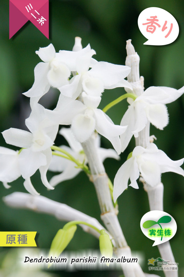 小振りなサイズで楽しめる原種デンドロ Den Parishii Fma Album 原種 実生株 デンドロビウム パリシー アルバ デンドロビウム