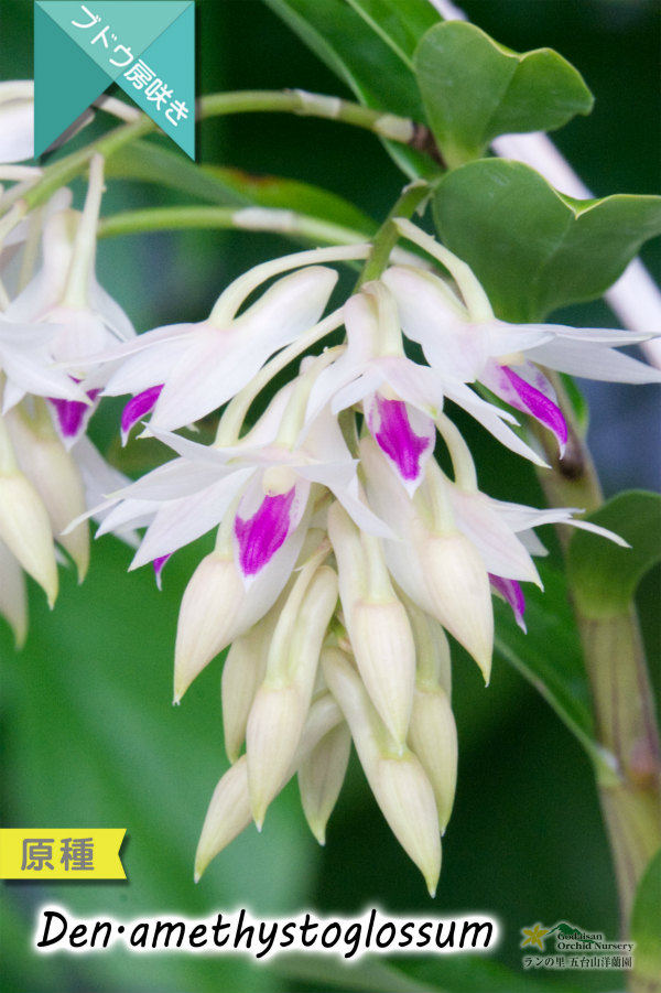 【アメジスト色のリップがワンポイントな房咲きデンドロ原種】Dendrobium amethystoglossum (原種) デンドロビウム　アメジストグロッサム