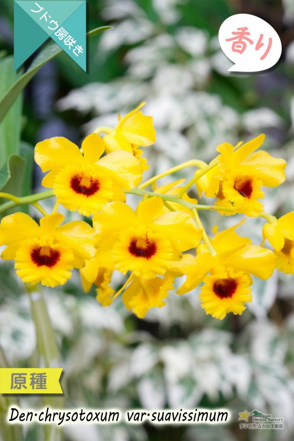 【ぶどう房咲きデンドロ原種】Dendrobium chrysotoxum var.suavissimum (原種) デンドロビウム　クリソトキサム　バー　スアビッシマム