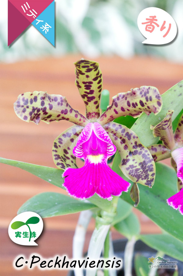 【野生味あふれるカトレア点花の交配種】Cattleya Peckhaviensis （交配種・実生株）カトレア　ペッカヴィエンシス