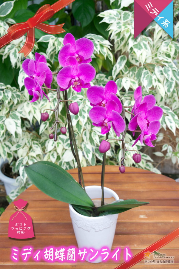 育てる胡蝶蘭 濃色系レッドミディ胡蝶蘭 ミディ胡蝶蘭 サンライト 胡蝶蘭 Phalaenopsis