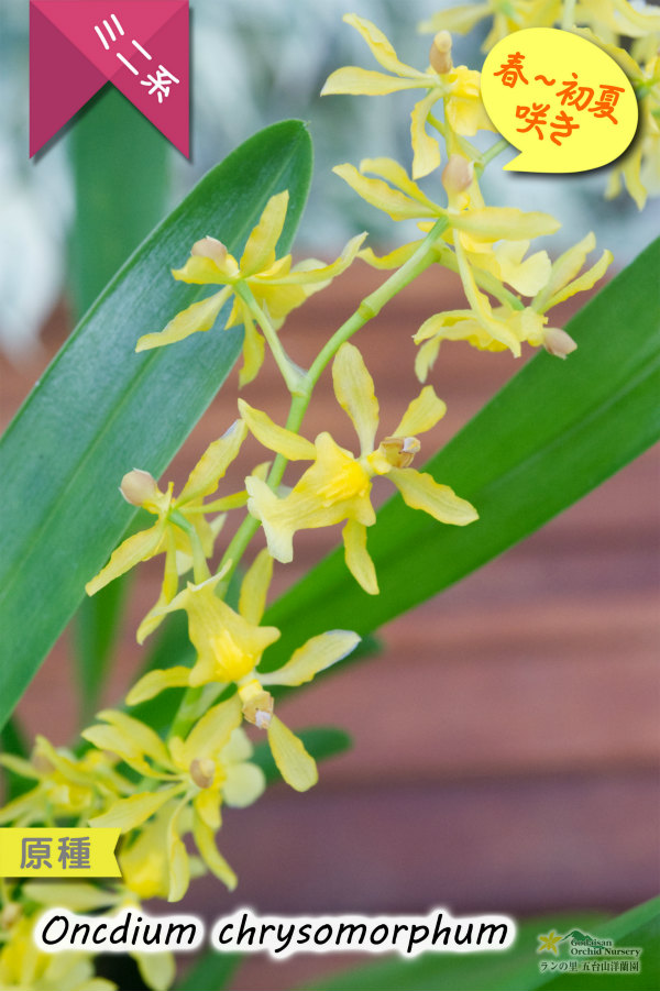 【稲穂っぽい蕾からオンシの花を咲かせる初夏咲きミニ系オンシ】Oncidium chrysomorphum（原種） オンシジューム　クリソモルフム