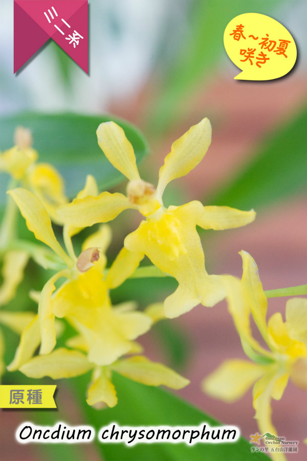 稲穂っぽい蕾からオンシの花を咲かせる初夏咲きミニ系オンシ Oncidium Chrysomorphum 原種 オンシジューム クリソモルフム オンシジューム