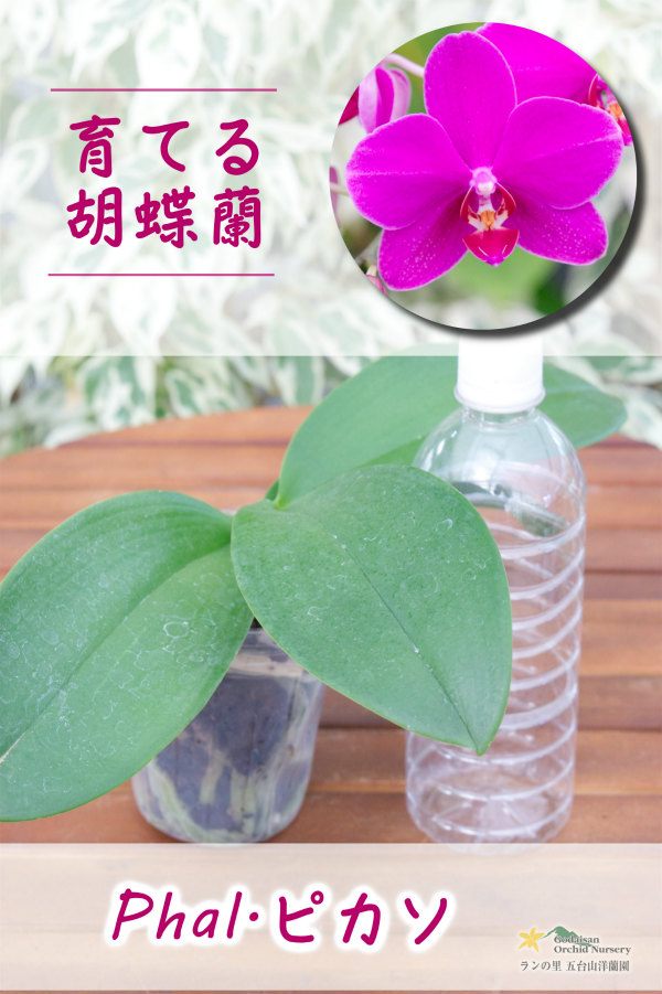 育てる胡蝶蘭♪】【ホットカラーが魅力的♪なミディ胡蝶蘭】（交配種）ミディ胡蝶蘭 ピカソ 胡蝶蘭（Phalaenopsis）