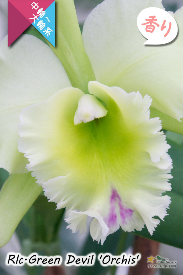 香りを楽しむカトレア Rlc Green Devil Orchis 交配種 カトレア類 グリーンデビル オルキス カトレア Cattleya