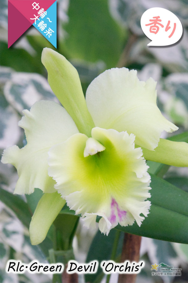 【香りを楽しむカトレア】Rlc.Green Devil 'Orchis'（交配種）カトレア類　グリーンデビル ‘オルキス'