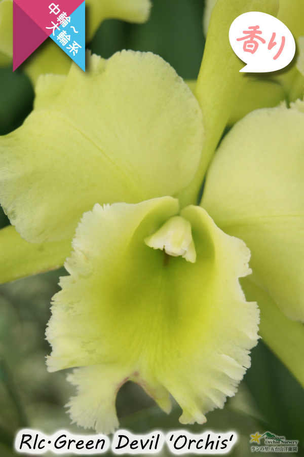 香りを楽しむカトレア Rlc Green Devil Orchis 交配種 カトレア類 グリーンデビル オルキス カトレア Cattleya