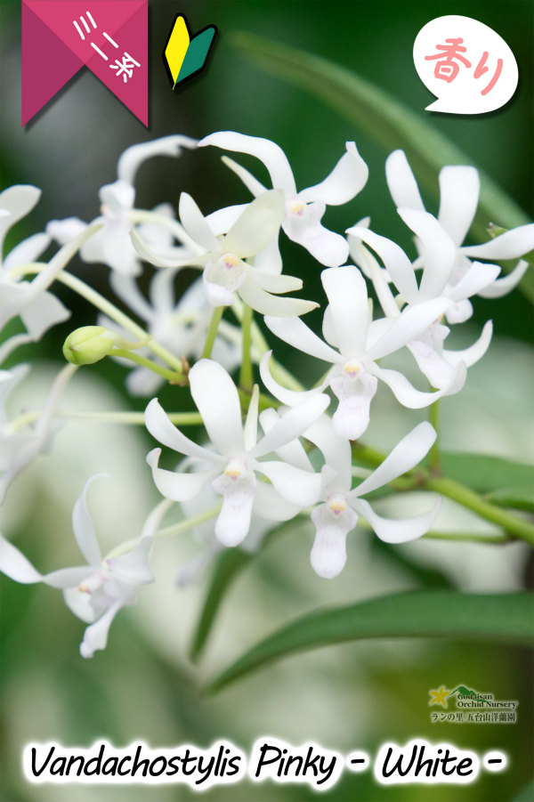 【フウラン系の香りがする小型バンダ近縁種】Vandachostylis Pinky - WHITE-（交配種）バンダコスティリス　ピンキー - ホワイト -