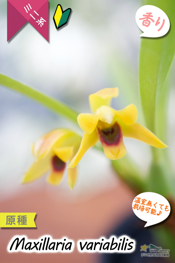 小さくて可愛らしい原種ミニ洋らん】Maxillaria variabilis