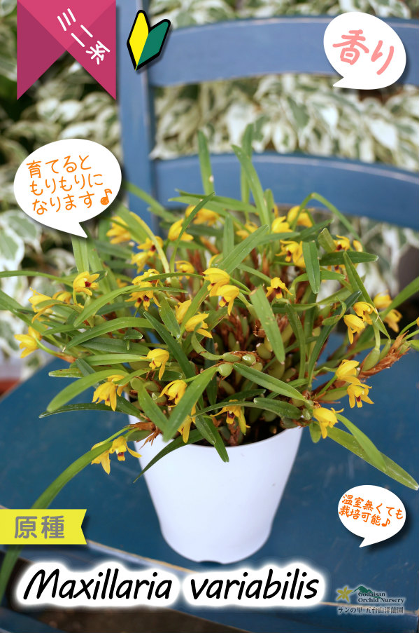 小さくて可愛らしい原種ミニ洋らん】Maxillaria variabilis