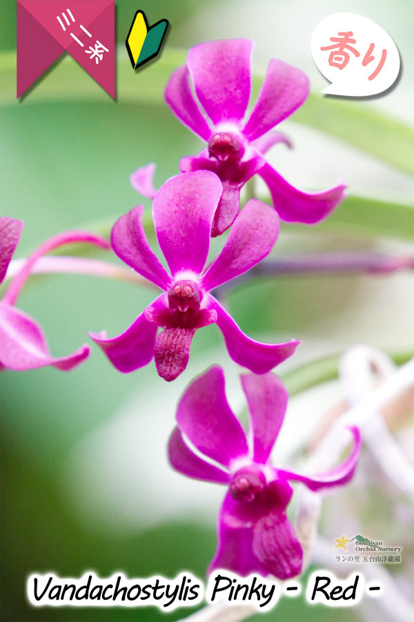 フウラン系の香りがする小型バンダ近縁種】Vandachostylis Pinky - Red