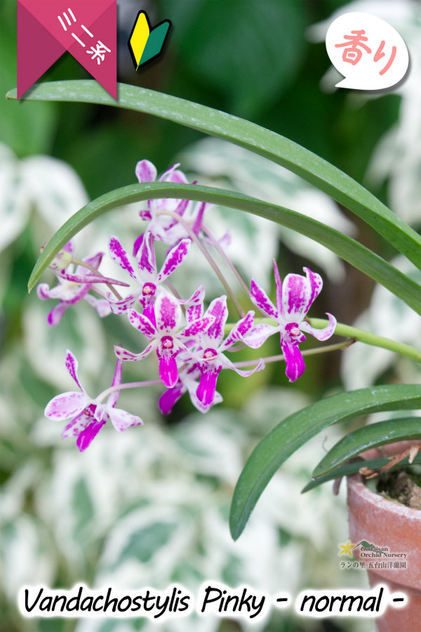 フウラン系の香りがする小型バンダ近縁種 Vandachostylis Pinky Normal 交配種 バンダコスティリス ピンキー ノーマル その他の洋ラン