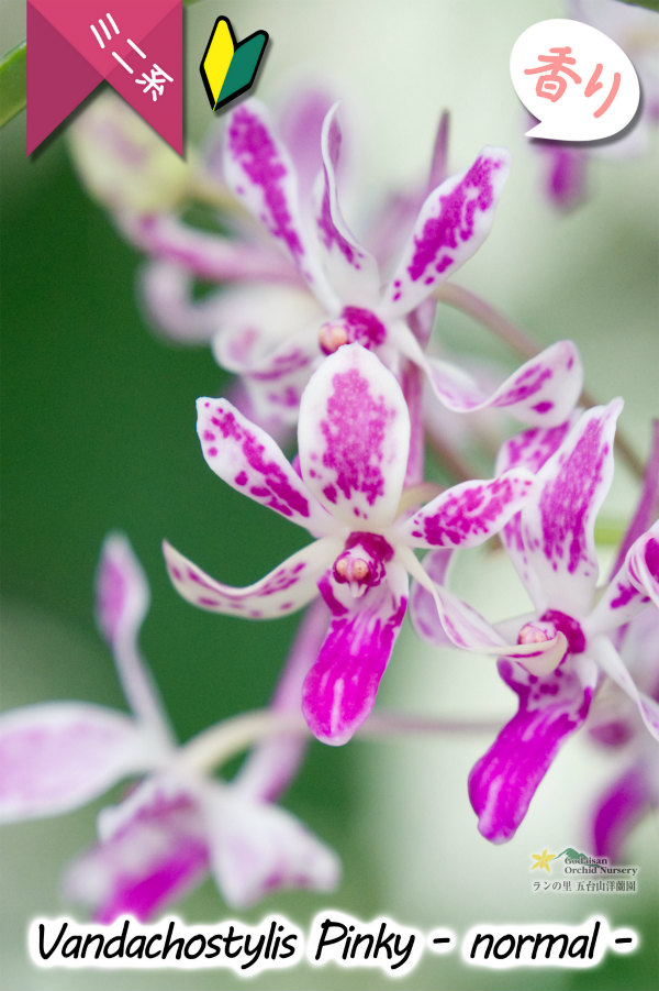 【フウラン系の香りがする小型バンダ近縁種】Vandachostylis Pinky - normal-（交配種）バンダコスティリス　ピンキー - ノーマル -