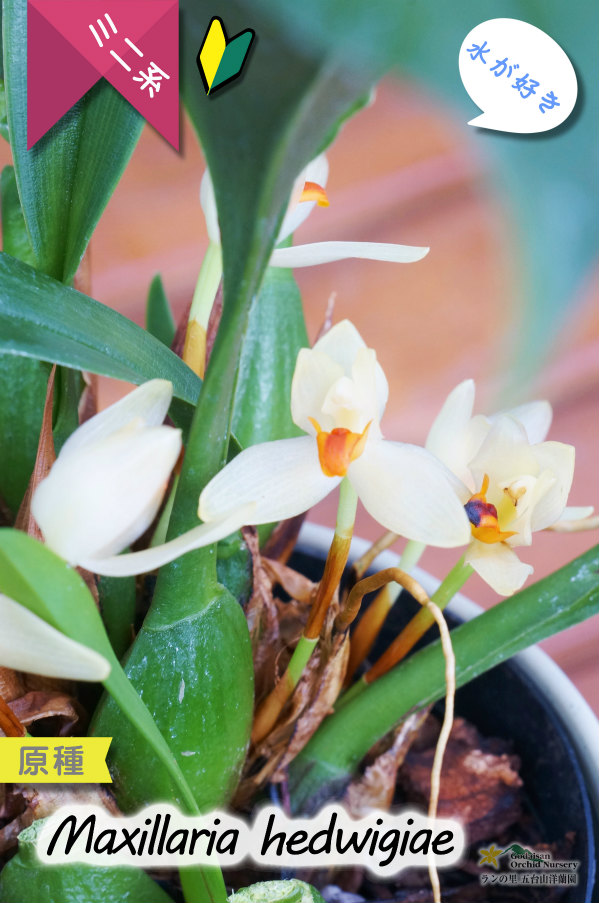 【葉っぱに隠れて楚々と咲く育てやすいミニ洋らん】Maxillaria hedwigiae（原種）マキシラリア ヘドウィギエ