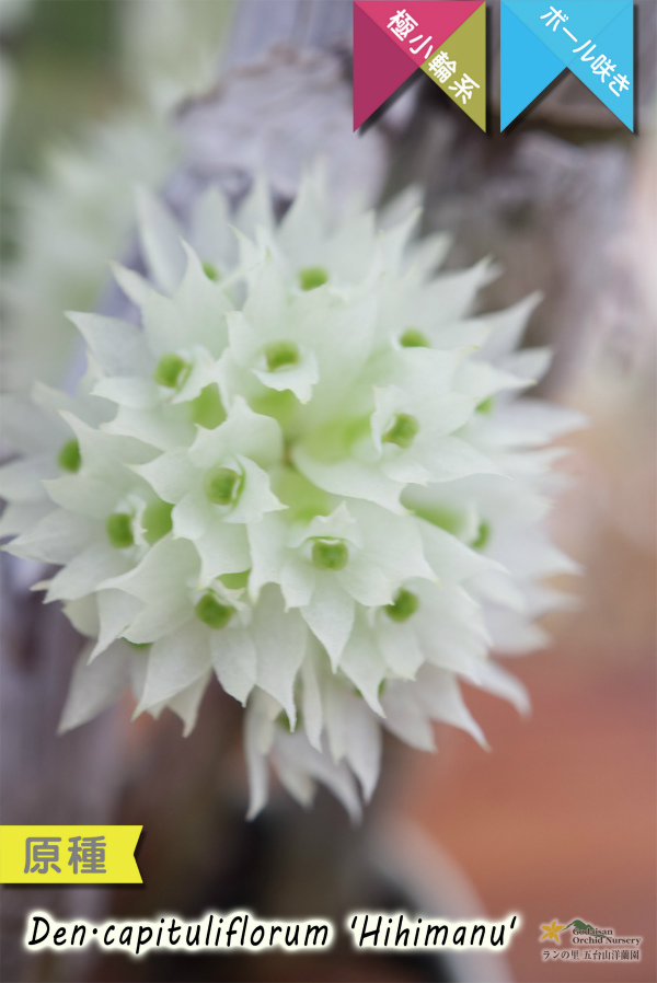 【ブラシオーキッドの愛称で知られる原種デンドロ】Dendrobium capituliflorum 'Hihimanu'（原種）デンドロビウム　カピチュリフローラム‘ヒヒマヌ’