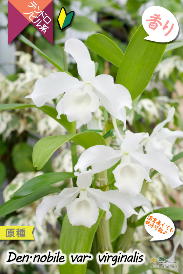 ノビルの白花変種 デンドロ原種 Den Nobile Var Virginalis 原種 デンドロビウム ノビル バー バージナリス デンドロビウム