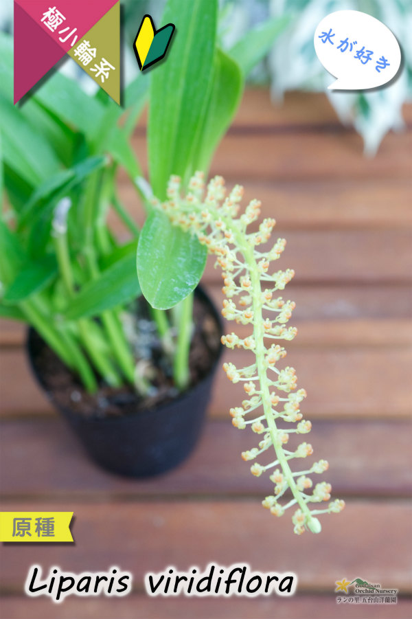 【薄暗い場所でも育てられる♪水が好きなアジアの原種】Liparis viridiflora（原種）リパリス　ビリディフローラ