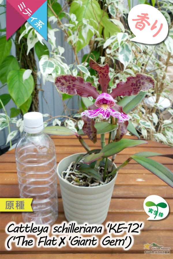 リップの張り出しが素晴らしいカトレア原種】C.schilleriana 'KE-12