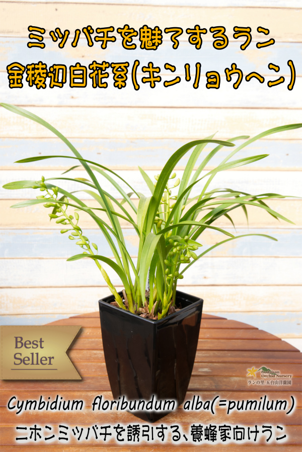 Amazon.co.jp: キンリョウヘン（ 金稜辺 ）5号ロング鉢 今春の