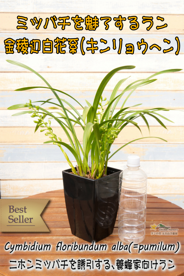 ミツバチを呼ぶ蘭】金稜辺・白花系3号鉢（キンリョウヘン
