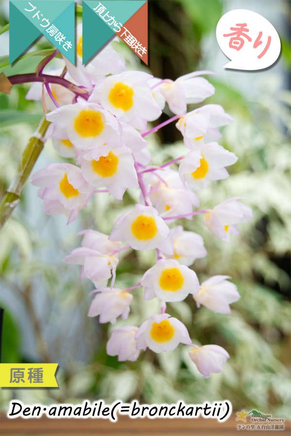 【ぶどう房咲きデンドロ原種】Dendrobium amabile(=bronckartii)（原種）デンドロビウム　アマビレ（＝ブロンカルティ）