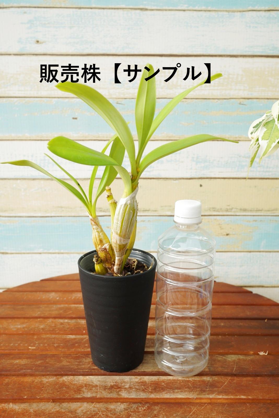 ぶどう房咲きデンドロ原種】Dendrobium chrysotoxum var.suavissimum