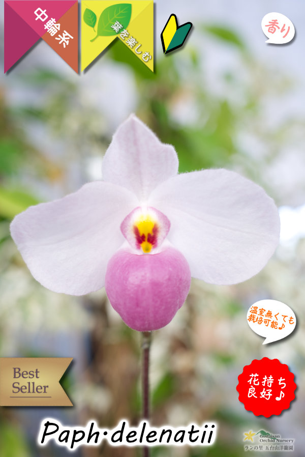 【誰からも愛されるやさしい桃色花のパフィオ原種】Paph.delenatii （原種）パフィオペディラム　デレナティー