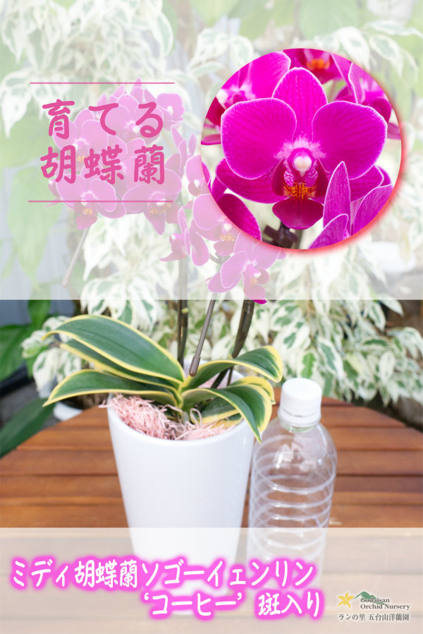 育てる胡蝶蘭♪】【濃厚な葡萄色が魅力ですがもっと魅力的な斑入り葉のミディ胡蝶蘭】ミディ胡蝶蘭ソゴーイェンリン'コーヒー' 胡蝶蘭 （Phalaenopsis）