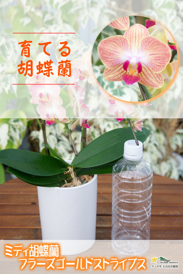 【育てる胡蝶蘭♪】【枝分かれするオレンジストライプ・ミディ胡蝶蘭】Phal.Fuller's Gold Stripes ‘Gold Stripes' （交配種）ミディ胡蝶蘭　フラーズゴールドストライプス‘ゴールドストライプス'