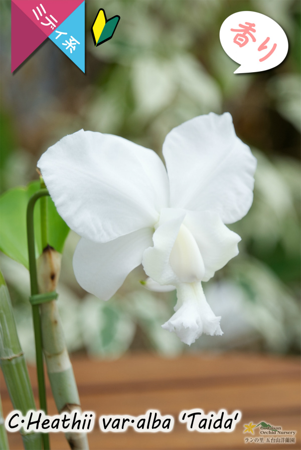 柑橘系の強い香りが楽しめるミディカトレア】C.Heathii var.alba