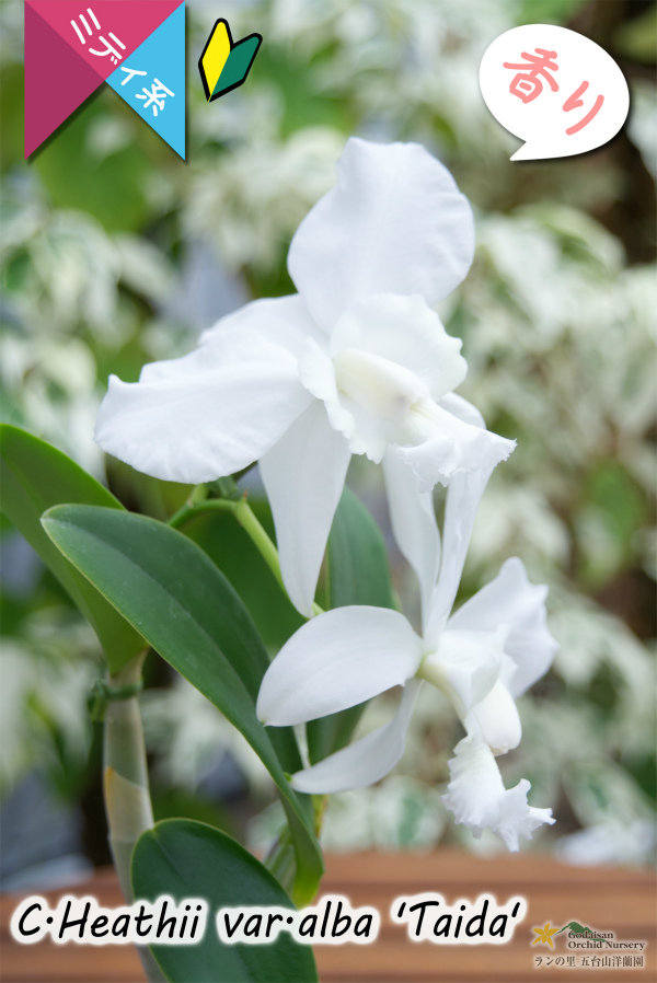 柑橘系の強い香りが楽しめるミディカトレア】C.Heathii var.alba