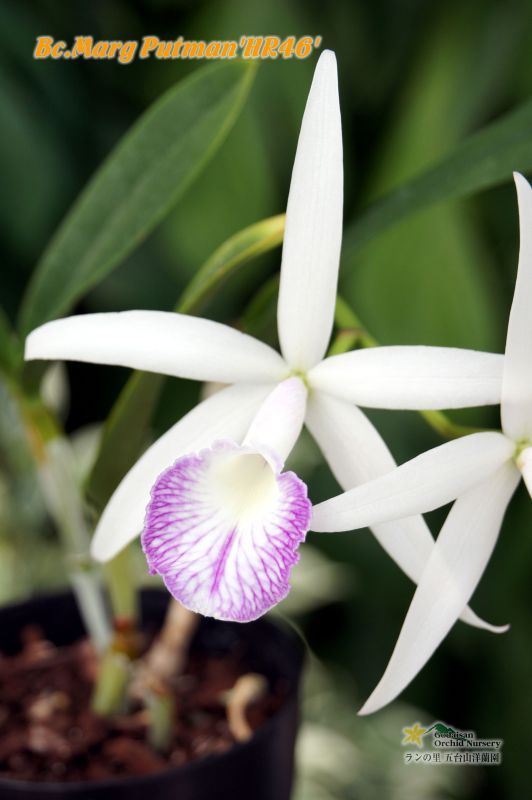 星型の花持ちの良いミディカトレア Marg Putman 交配種 実生株 マーグ プットマン カトレア Cattleya