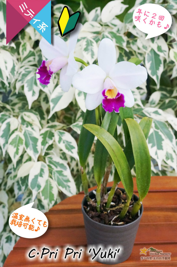 楽天市場】洋ランの苗『ミニカトレア ミニ ソング【花咲く苗セット】』花 セット 花鉢ようやく再販！人気のスリーリップ☆発色も◎素焼き鉢栽培良株洋ラン栽培セット  植え替え 説明書付き カトレアの育て方 カトレア 育て方 : 森水木のラン屋さん