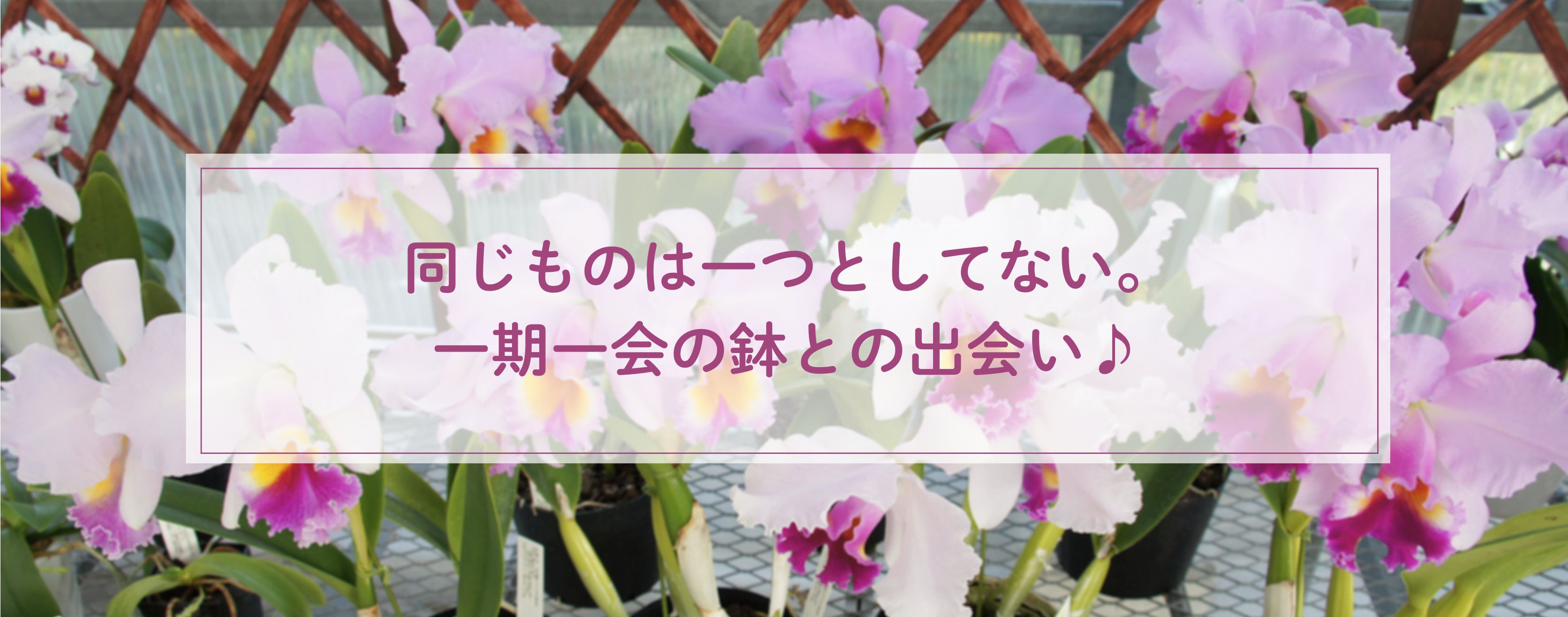 カトレアの実生株