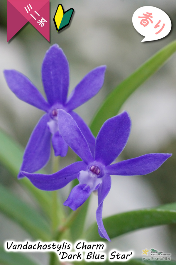 【フウラン系の香りがする小型バンダ近縁種】Vandachostylis Charm 'Dark Blue Star'（交配種）バンダコスティリス　チャーム‘ダークブルースター’